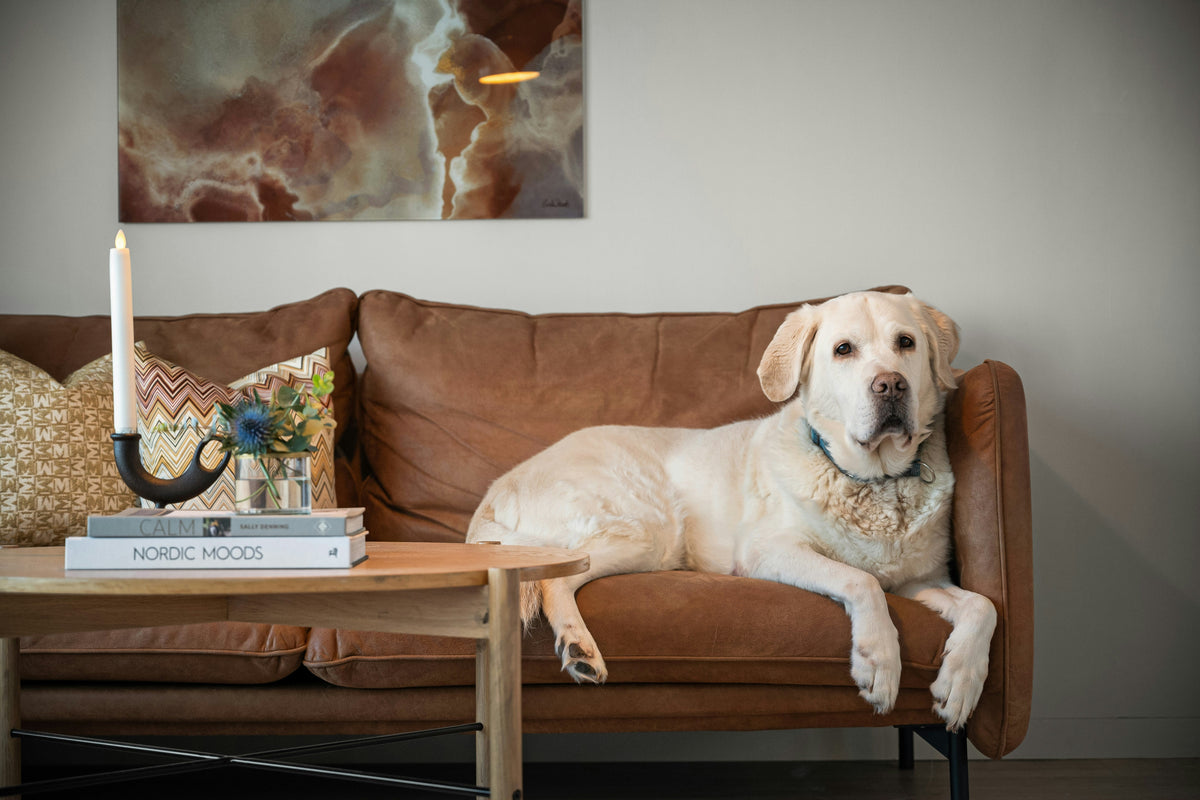 Hunden min elsker å være ute