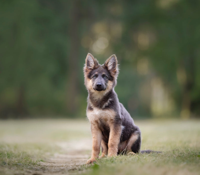 Hunden min kjeder seg lett