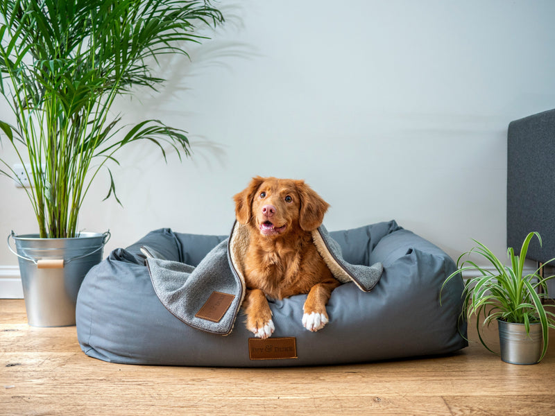 Hunden min spiser for fort